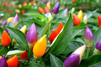 plantes-noel-piment-4