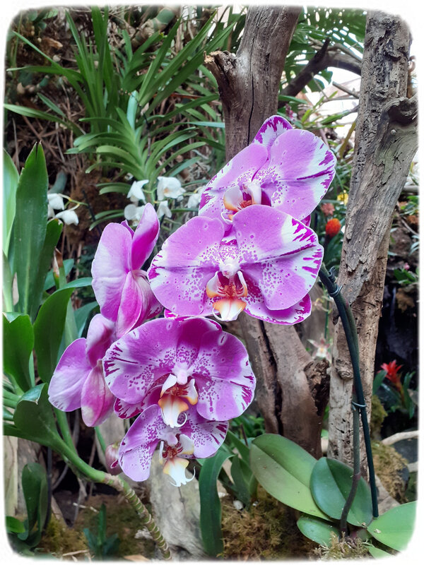 Orchidées 9