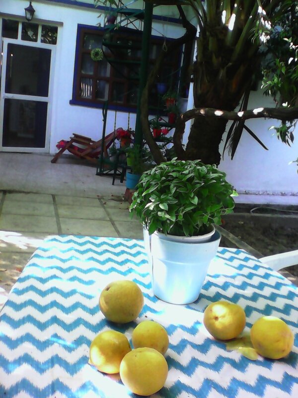 basilic et citrons
