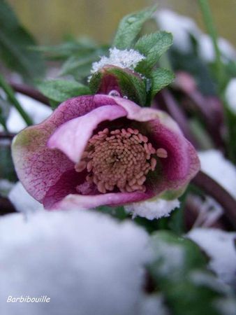 hellebore01 Fév12