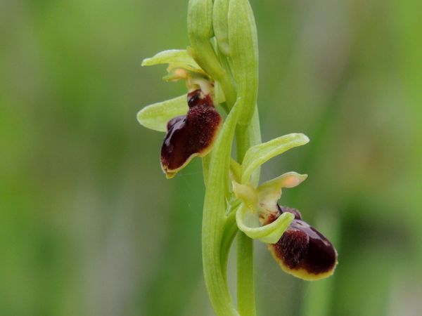 Ophrys araneola21