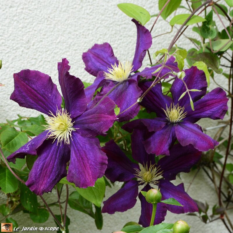 Clematis Warsaw Nike