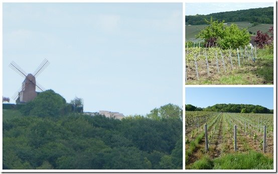 champs, vignes et fleurs, mai 20236