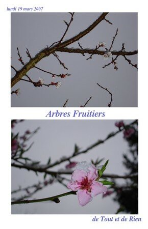 mars_07_fleurs_3