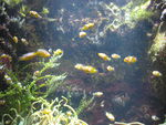La_Rochelle__aquarium__poisson_6__17_