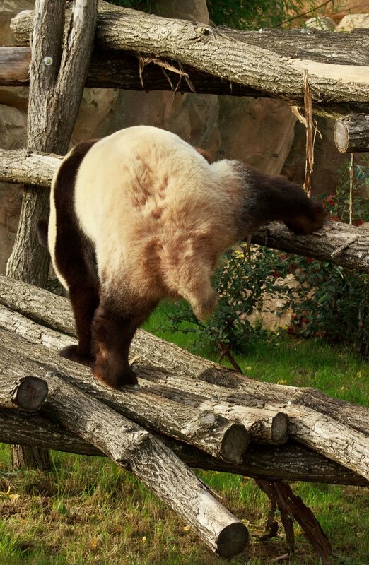109-Panda Geant