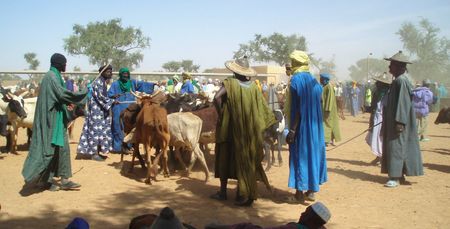 Isoler un lot de bétail FATOMA Mali