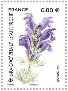 Draconcéphale