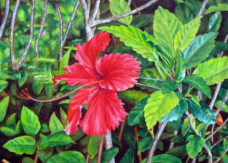 Hibiscus