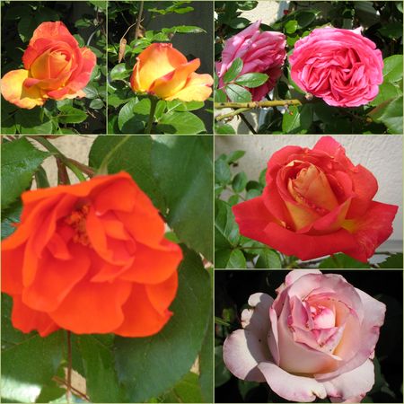 roses_jardin