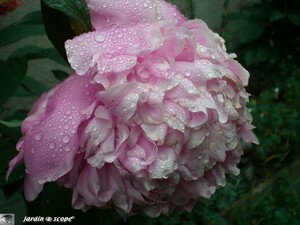 Pivoine_rose
