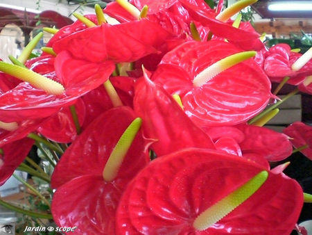9047_Anthurium_andraeanum