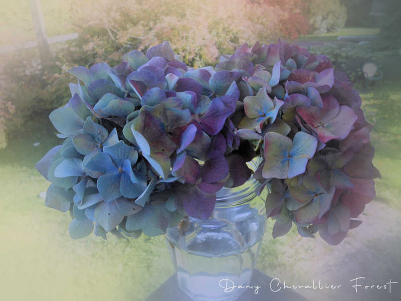 hortensias octobre 2022