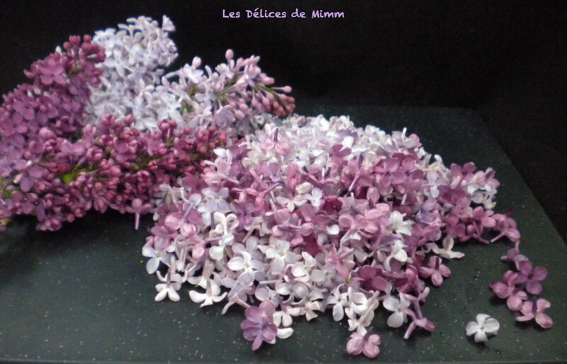 Sucre de lilas 4