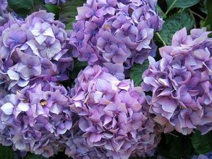 blog_hortensia_bre