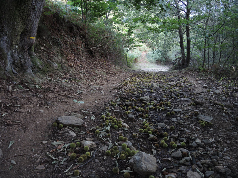 Mont Ursuya, sentier des chataignes