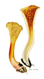 Cantharellus floccosus_IHx 1 1957 no 269