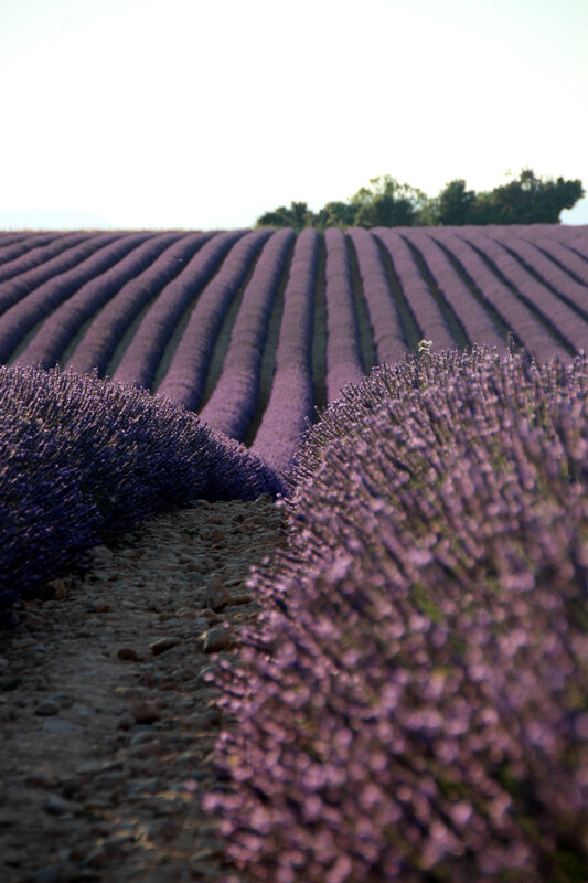 valensole_provence