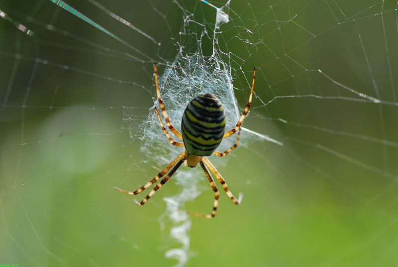 Argiope frelon (Argiope bruennichi)