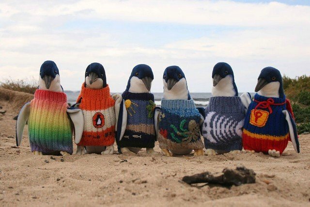 Pingouins-Australie