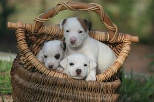 jack-russel-chiots