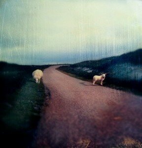 moutons