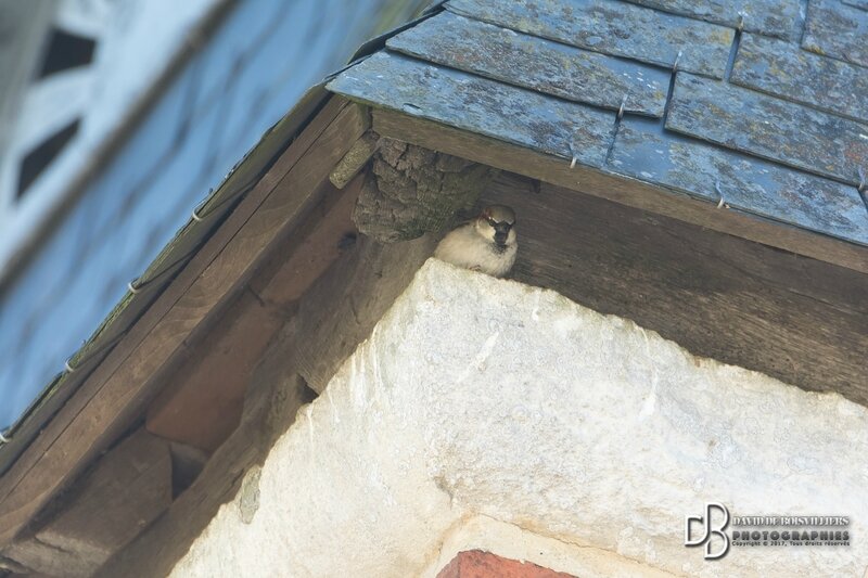 Moineau domestique (Passer domesticus)
