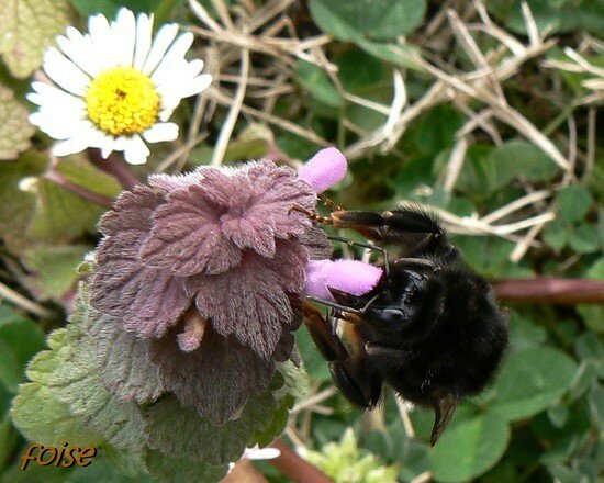 Bombus_de_grosse_taille_26_mars