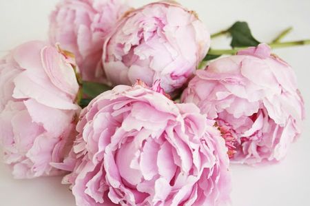 peonies2