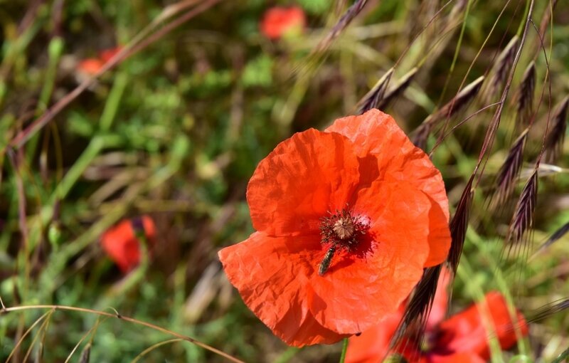 Poppies-18-06 (2) (1200x765)