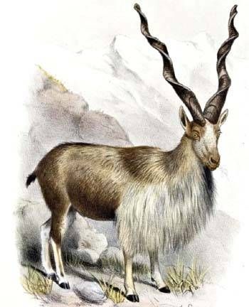 Markhor2