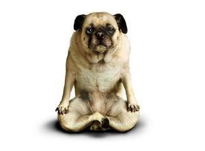 yoga_dogs_00