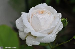 Rosier-Winchester-Cathedral