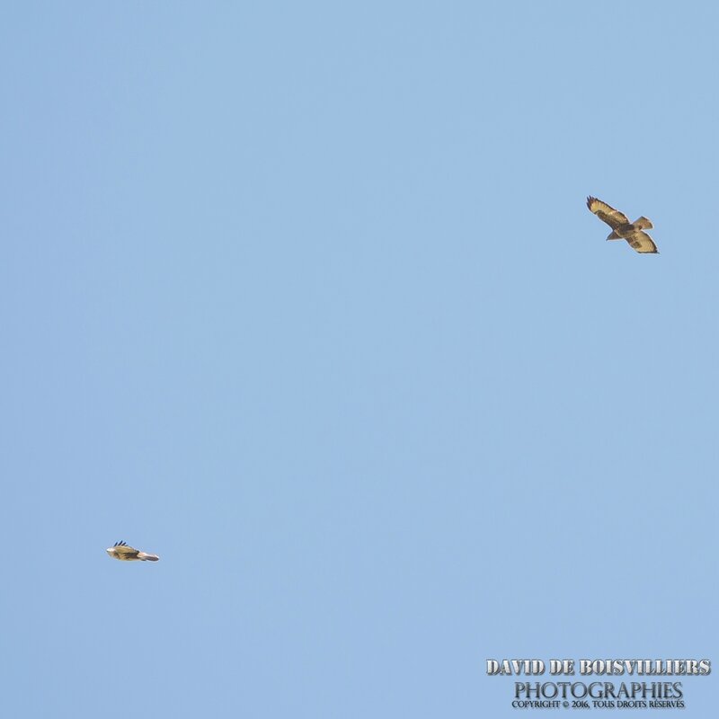 Buse variable (Buteo buteo) parade