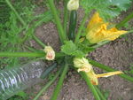 courgettes_003