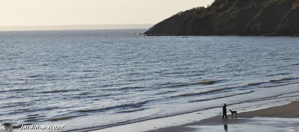 Le-chien-et-son-maitre-sur-la-plage