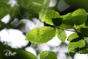 4129_reve_de_nature_WallFizz