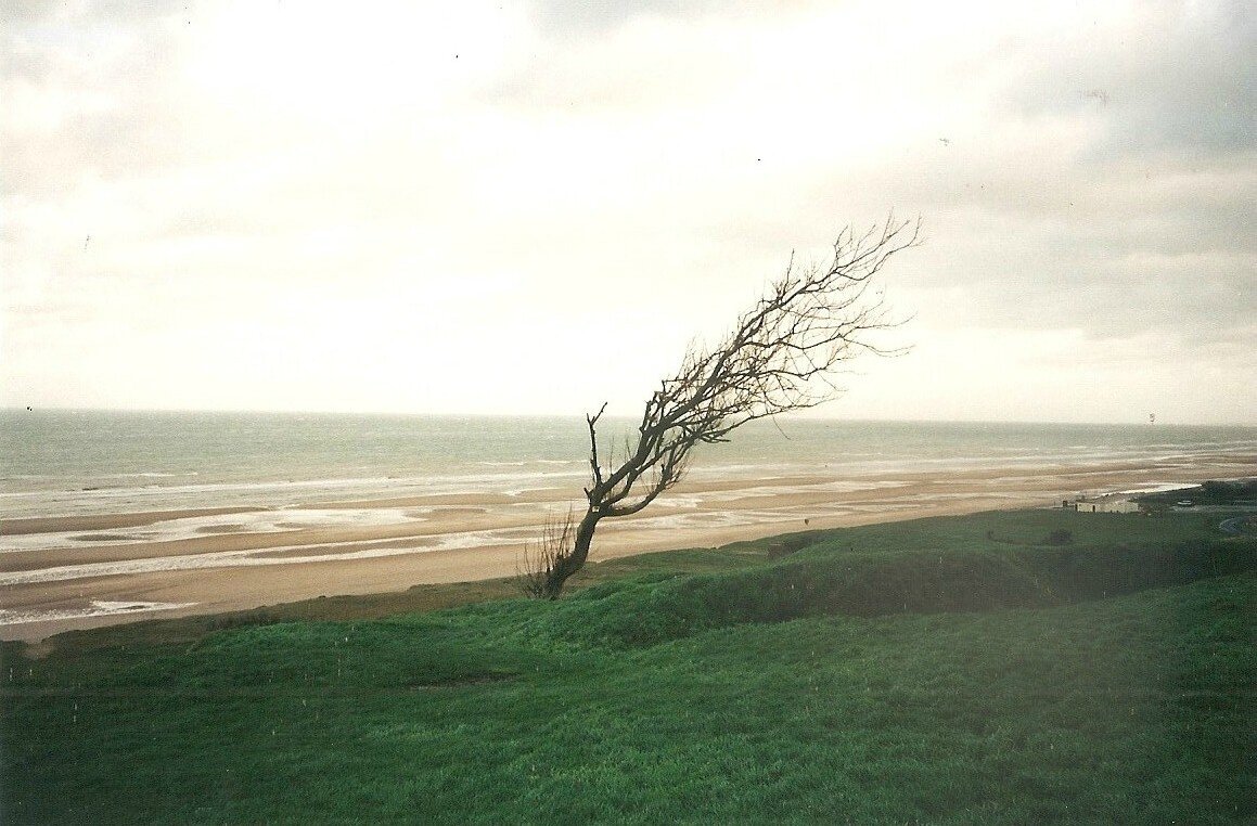 Vierville-sur-Mer, Omaha Beach, un arbre, décembre (14)