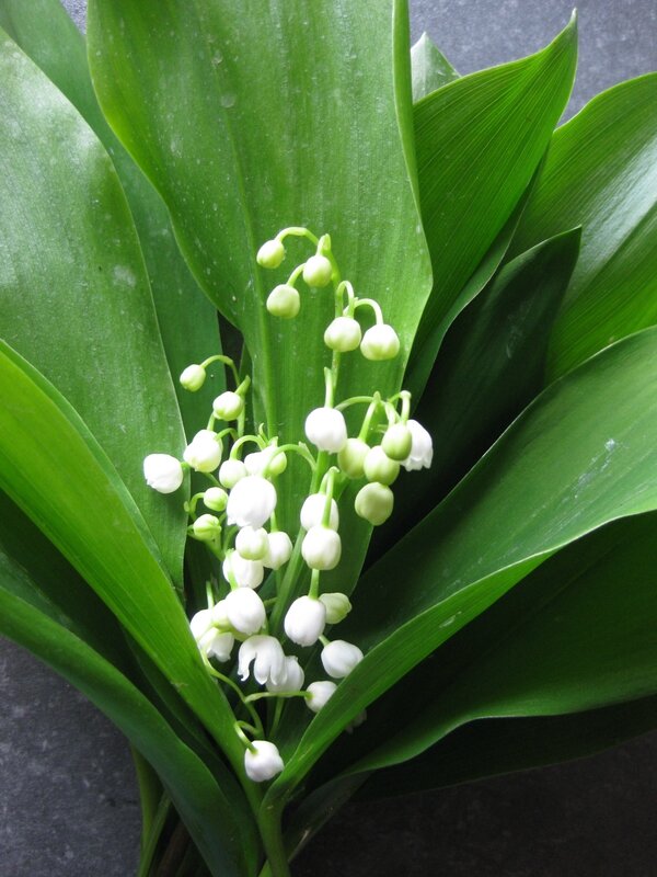 MUGUET 1