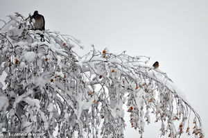 Pigeon_pinson