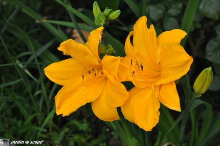 Hemerocallis-Orange-Prelude