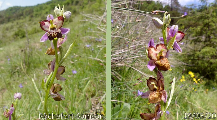 ophrys fuciflora pétales pétales labellisés