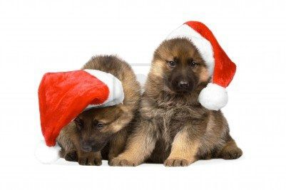 6025655-puppys-de-bergers-allemands-dans-les-bouchons-de-noel-rouge-isoles-sur-fond-blanc