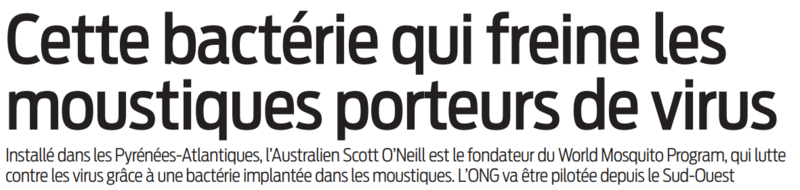 2022 04 16 SO Cette bactérie qui freine les moustiques porteurs de virus