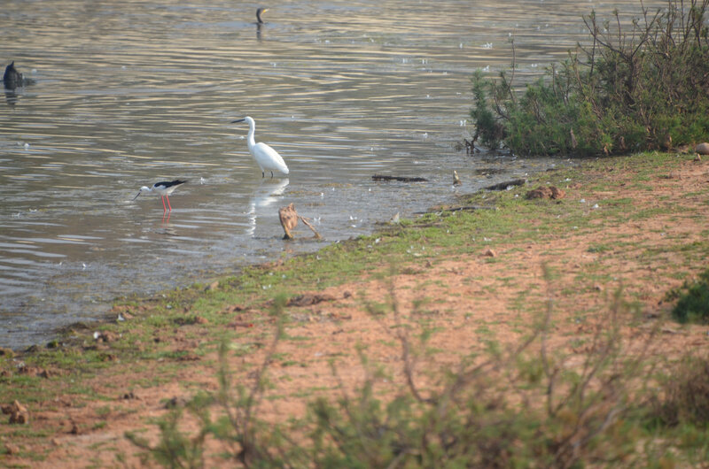 aigrette 1