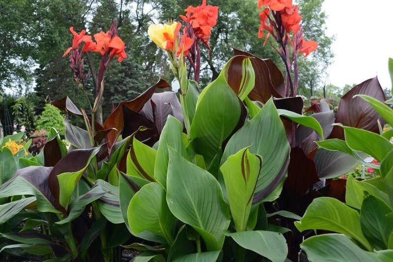 Canna-Cleopatra-3