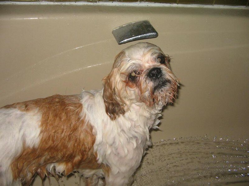 Nugget's au bain