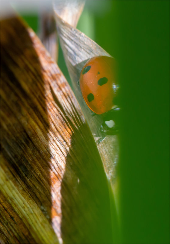Coccinelle habillage 240322