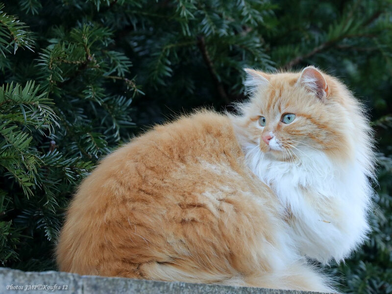 Photos JMP©Koufra 12 - Le Caylar - Chat - 19022019 - 0005