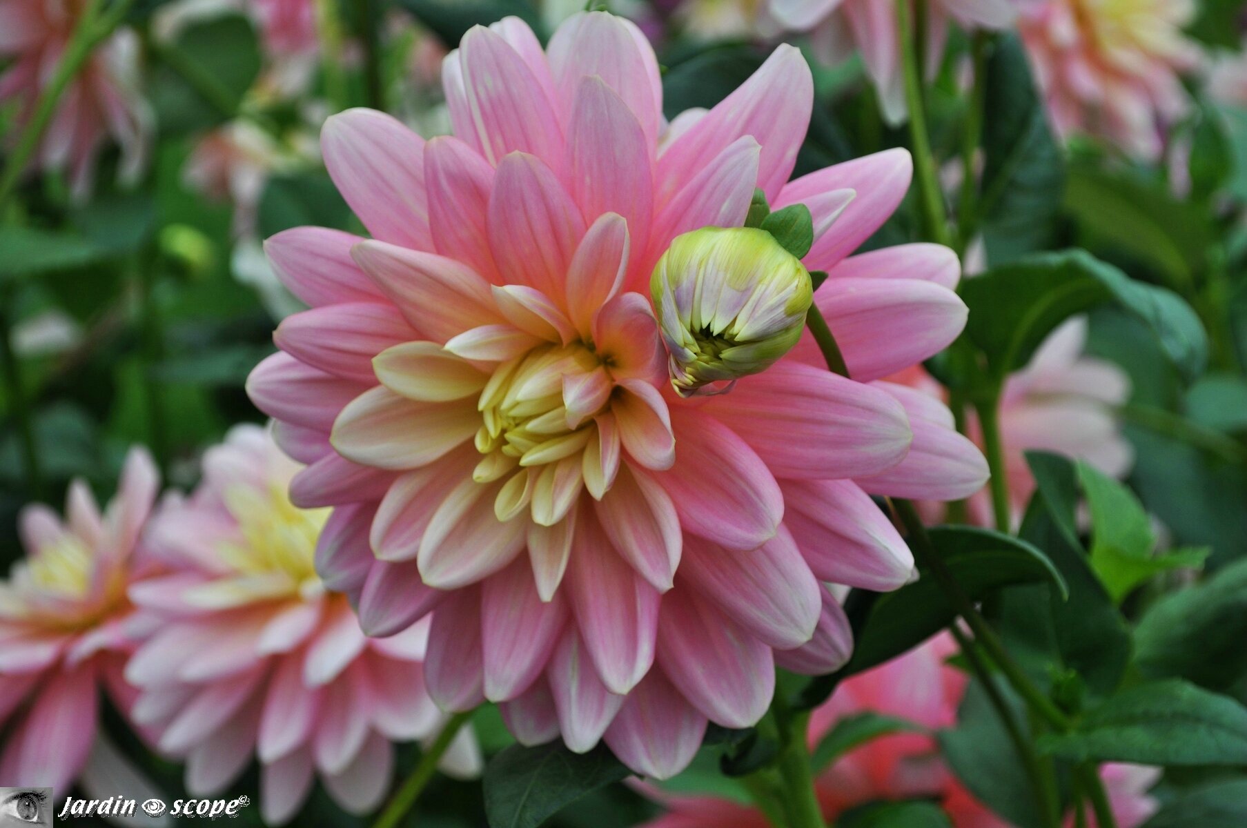 Dahlia 'Bel Amour' (label Rouge)